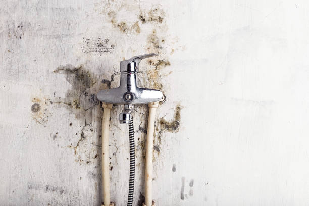 Best Commercial Mold Removal  in Nettleton, MS