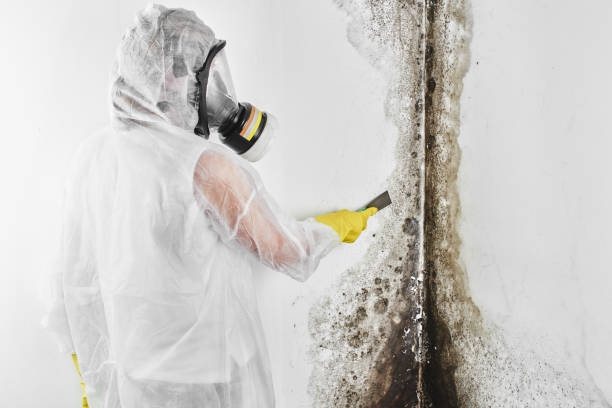 Best Residential Mold Removal  in Nettleton, MS