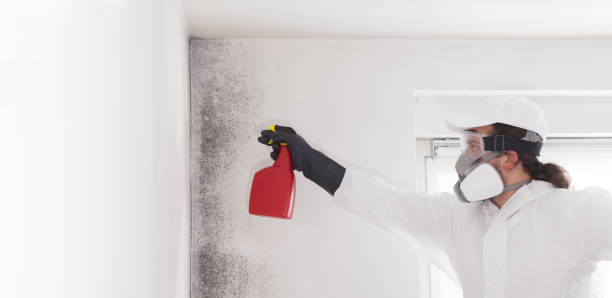 Best Office Mold Removal Services  in Nettleton, MS