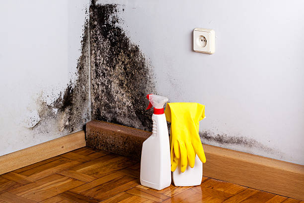 Best Toxic Mold Removal  in Nettleton, MS