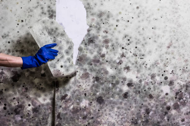 Best Black Mold Removal  in Nettleton, MS
