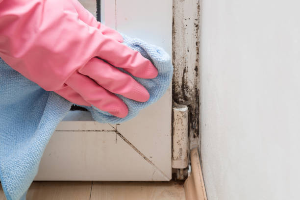 Best Residential Mold Removal  in Nettleton, MS