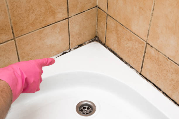 Best Mold Remediation  in Nettleton, MS